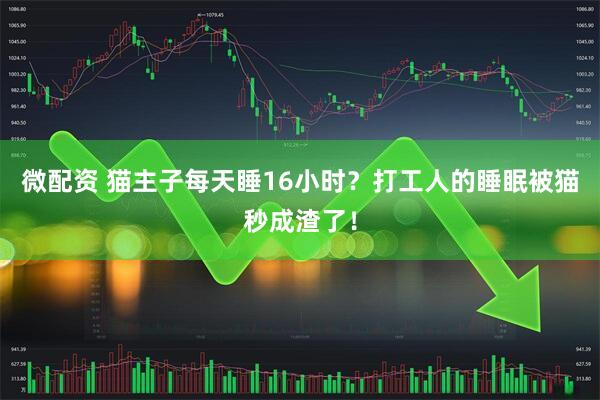 微配资 猫主子每天睡16小时?打工人的睡眠被猫秒成渣了!